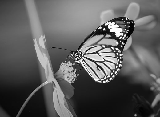 性能卓越稳定的ddos在线攻击